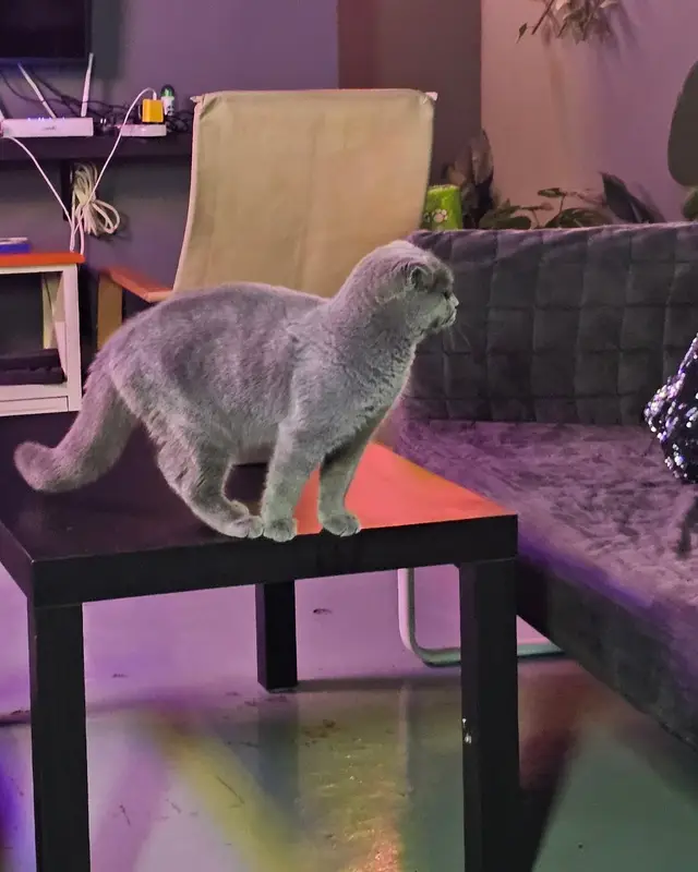 A grey cat standing on a low table in the lounge.