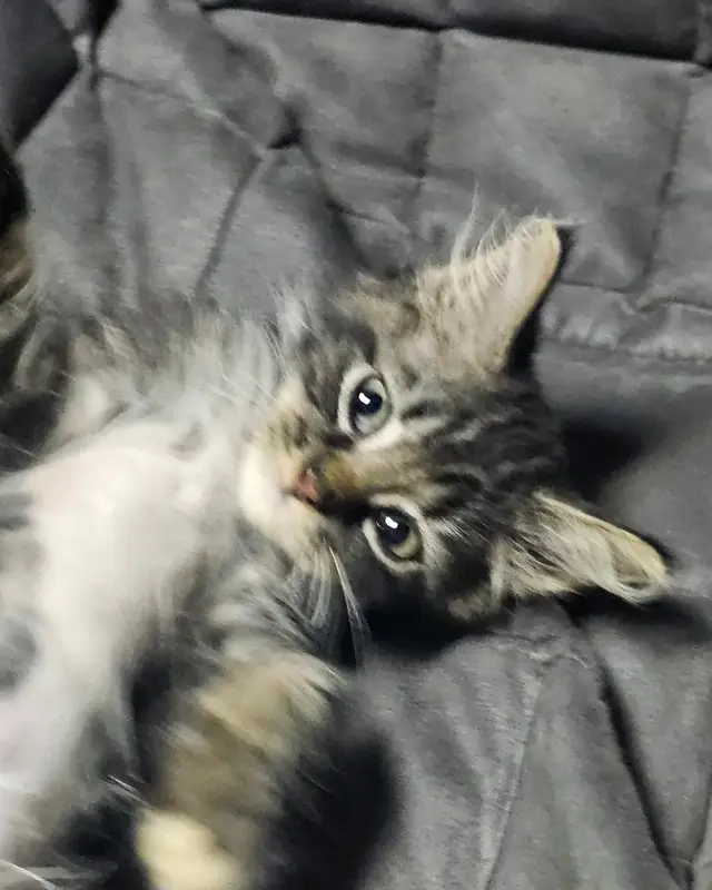 A fluffy kitten lying on a grey sofa.