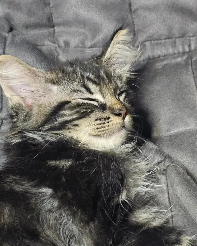 A kitten asleep on a grey sofa.