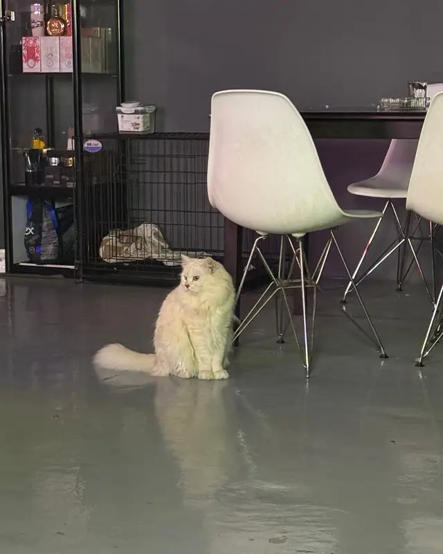 A white cat sitting by the chairs in the lounge.