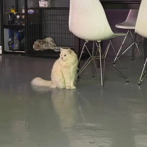 A white cat sitting by the chairs in the lounge.